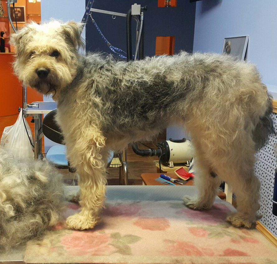 Экспресс линька