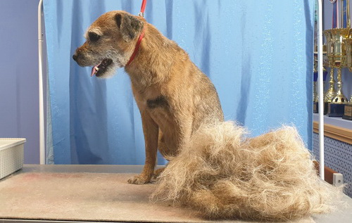 Тримминг собак